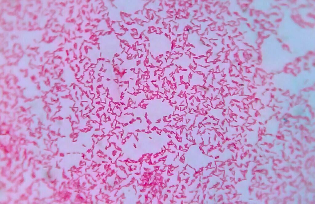 Bakterier under mikroskop