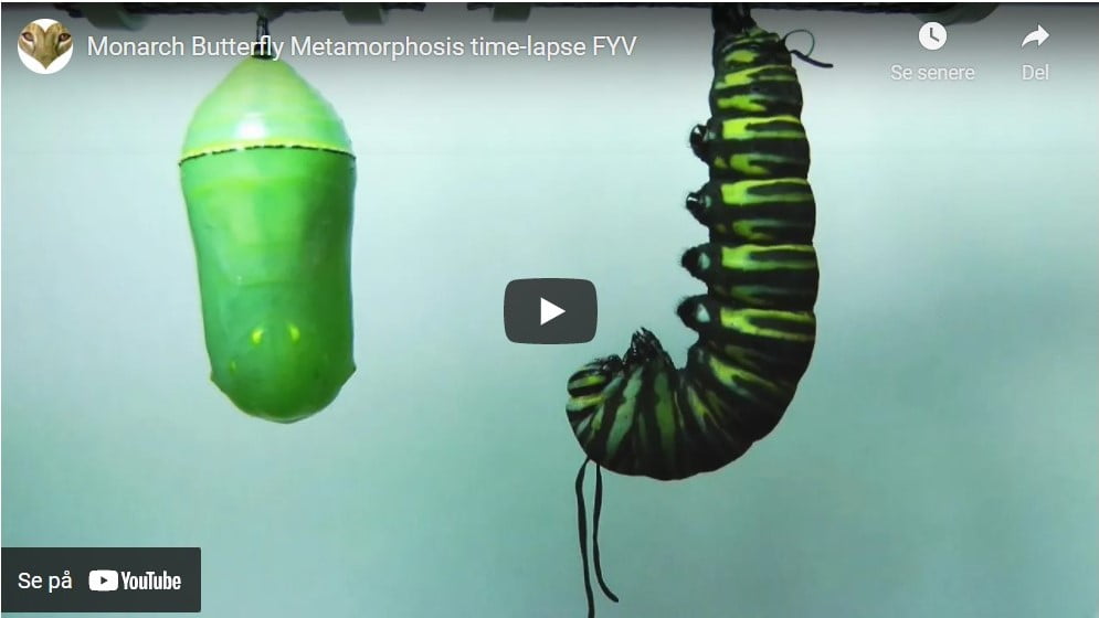 Youtube video af Monarch Butterfly Metamorphosis time-lapse FYV
