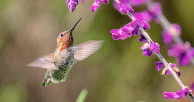 Nærbillede af en kolibri