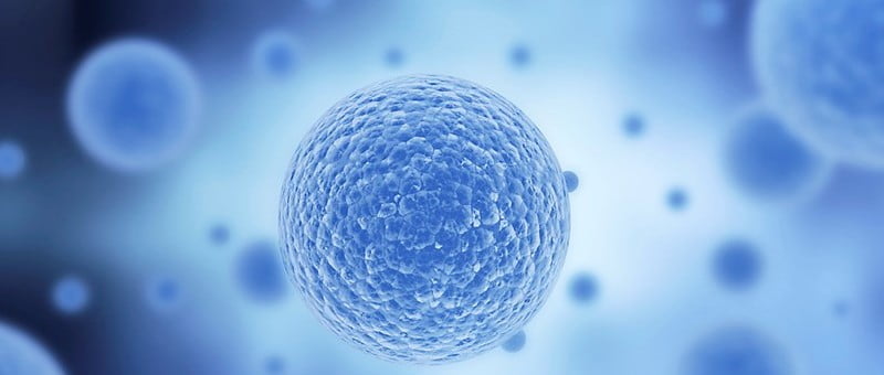 Forstørrede stamceller