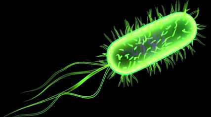 grøn lysende bakterie, celle