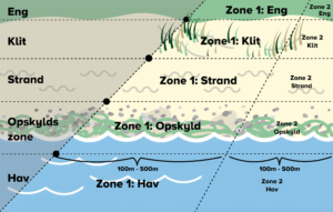Illustration af zoneinddeling ved havet. Inddeling er som følgende eng; klit; strand; opskyld; hav