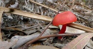 Billede af en rød svamp på skovbunden