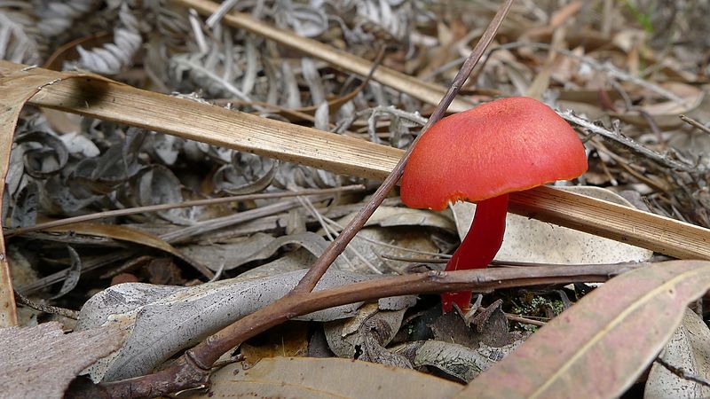 Billede af en rød svamp på skovbunden