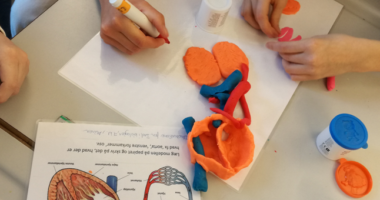 Elever bygger en model af hjerte og lunger
