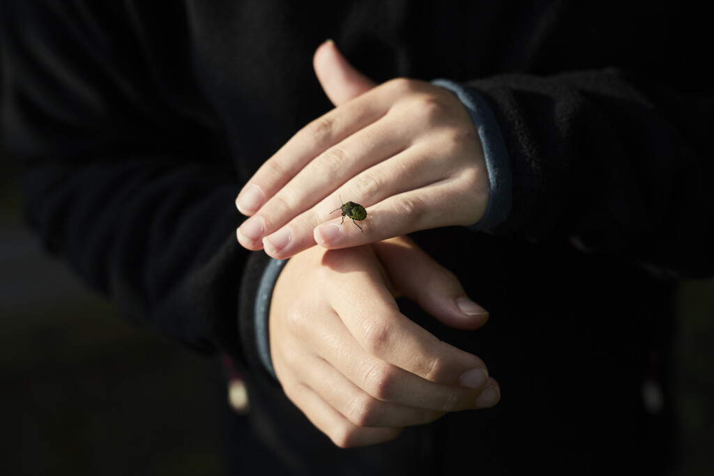 Insekt der kravler på fingrene